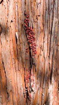 A mass gathering of red firebug insects swarms and crawls over the bark of a tree trunk in the forest, forming a vibrant pattern in a vertical video.