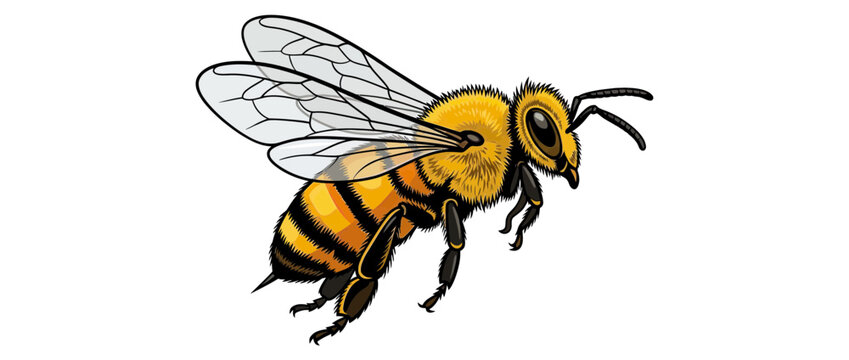 Honey Bee Insect Flying Isolated Transparent Background