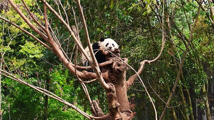 Giant panda resting on a tree branch surrounded by lush green foliage © NicaT