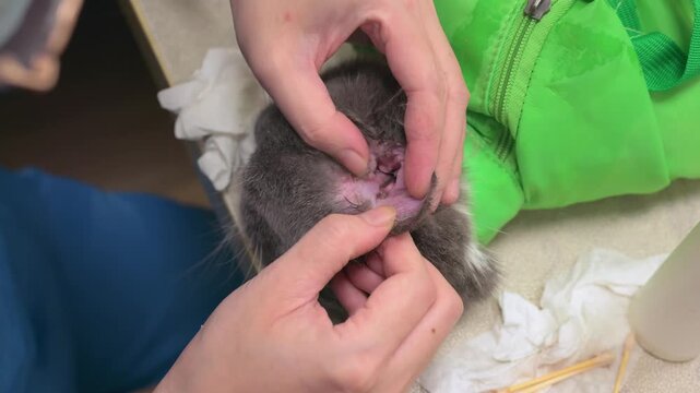A female vet applies ear mite medication into a British shorthair cats ear and uses cotton swab for cleaning treatment