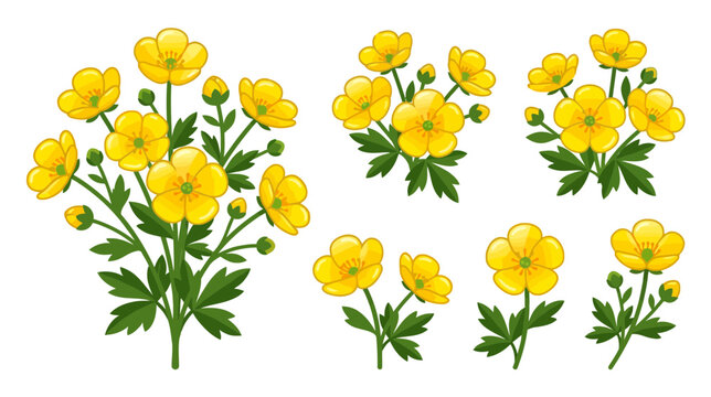 Yellow Buttercup Flowers Isolated Transparent Background Vector Illustration