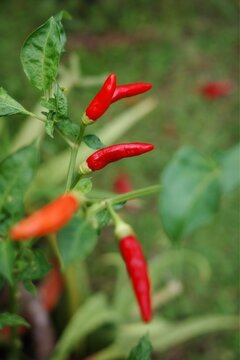 Bright red chili pepers