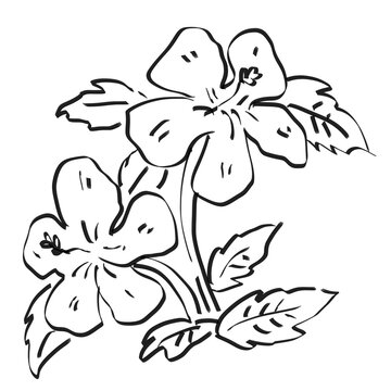 hand-drawn flower ink sketch