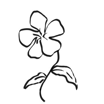 hand-drawn flower ink sketch