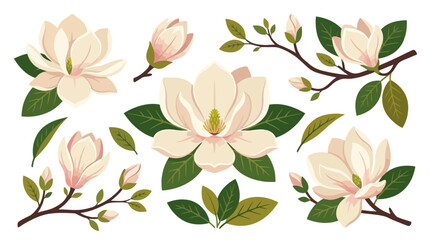 Obraz premium Magnolia Flower Collection Isolated Transparent Background