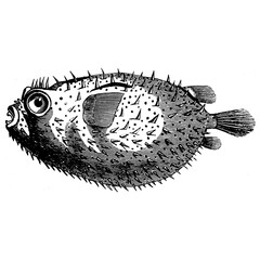 vector illustration of a fish © Faiz