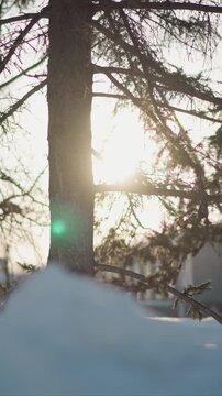 Woman walking through snowy landscape with trees and sunlight filtering branches. Snow covered ground visible soft natural light creates lens flare effects on tree trunks and bare limbs
