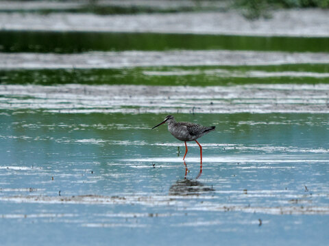 Spotted Redshank (Tringa erythropus) wading in shallow water, foraging in a green wetland habitat