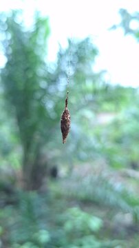 Close-up video footage of a hanging bagworm cocoon chrysalis suspended from a thread in a natural outdoor environment