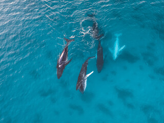 Whales Play - Humpback © Salty Wings