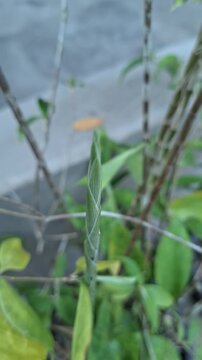 Close-up video footage of a growing green ornamental plant shoot sprout rising among slender stems in a garden