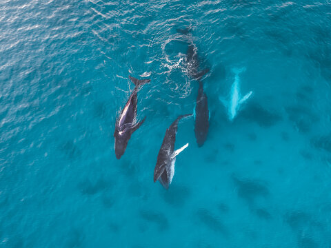 Whales Play - Humpback