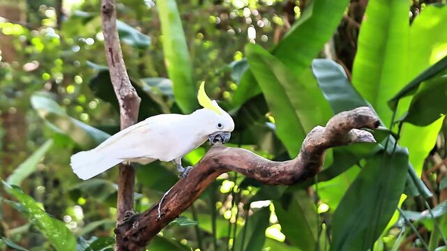 A video yellow-crested cockatoo perched on a tree branch at a zoo in Lombok, Indonesia, on a bright and fresh morning