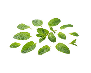 Fresh Mint Leaves Isolated on Transparent Background © pnghubs