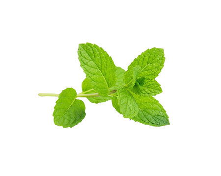 Fresh Mint Leaves Isolated on Transparent Background