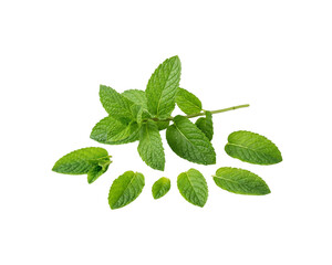 Fresh Mint Leaves Isolated on Transparent Background © pnghubs