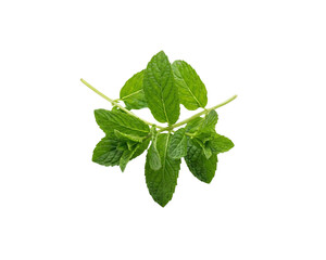Fresh Mint Leaves Isolated on Transparent Background © pnghubs