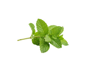 Fresh Mint Leaves Isolated on Transparent Background © pnghubs