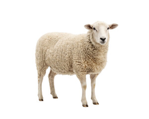 Fototapeta premium White Sheep Standing Isolated on Black Background
