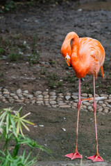 group of pink flamingos in the zoo © Muren