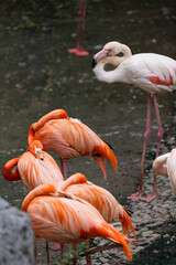 group of pink flamingos in the zoo © Muren