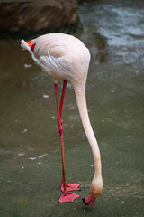 pink flamingo in the water © Muren