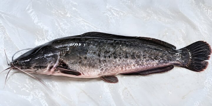 Fresh raw whole catfish with whiskers resting on wrinkled white plastic background