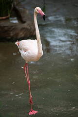 pink flamingo in the water © Muren