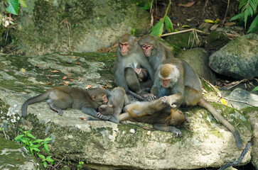 Wild macaque monkeys nursing baby and grooming together in natural habitat © OvidiuDaniel
