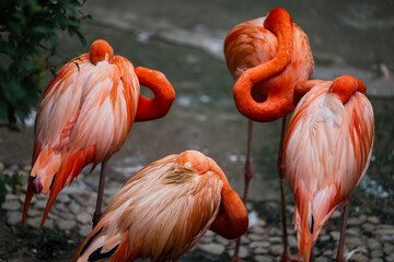 group of pink flamingos in the zoo © Muren