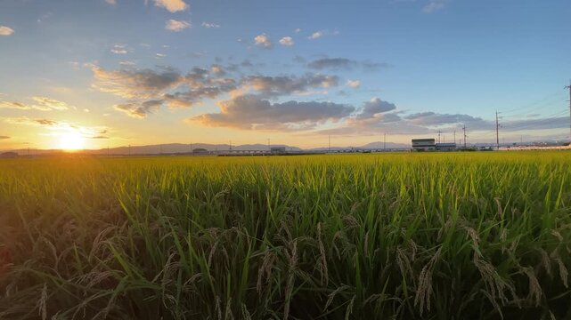 田んぼに実った稲　お米　収穫 夕暮れ 