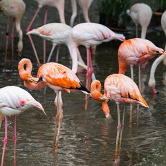 group of pink flamingos in the zoo © Muren