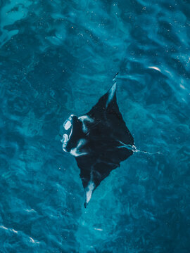 Manta Ray