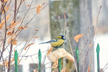 A great tit (Parus major) pecking on a fence against a blurred rural landscape. © Michel F