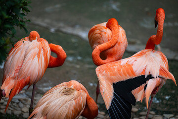 group of pink flamingos in the zoo © Muren