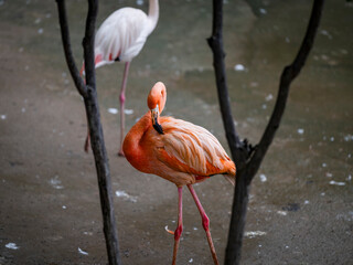 group of pink flamingos in the zoo © Muren