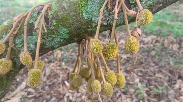 Baby Young Durian Fruits Growing on Mossy Tree Trunk in Orchard