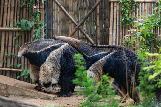 closeup of anteater in the jungle