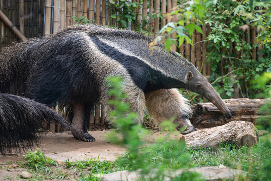 closeup of anteater in the jungle
