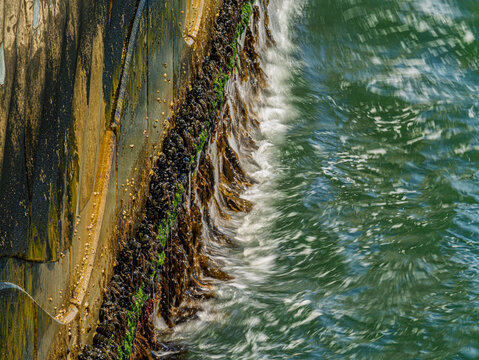  Water Streams Off Mussels Growing On Wall