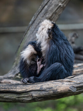 closeup of lion-tailed macaque resting on the tree