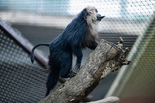 closeup of lion-tailed macaque resting on the tree