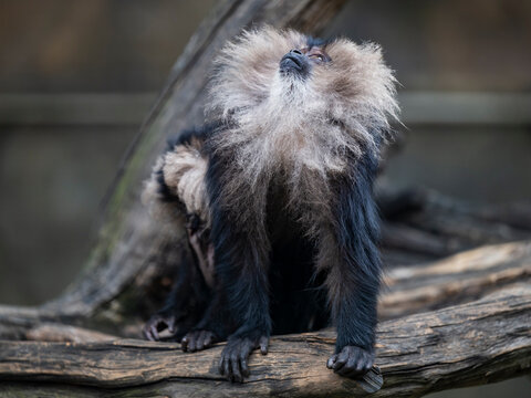 closeup of lion-tailed macaque resting on the tree
