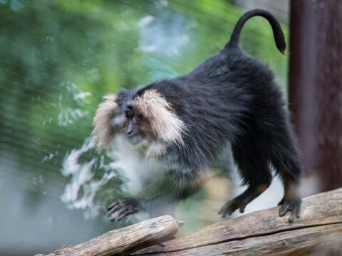 closeup of lion-tailed macaque resting on the tree