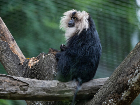 closeup of lion-tailed macaque resting on the tree