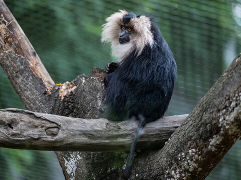 closeup of lion-tailed macaque resting on the tree
