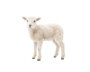 little sheep and lamb © pnghubs