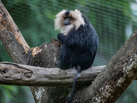 closeup of lion-tailed macaque resting on the tree