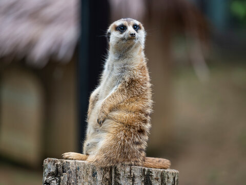 closeup of a meerkat on guard duty