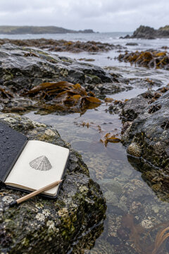 Seasonal view of tide pool observation with reusable field notebook